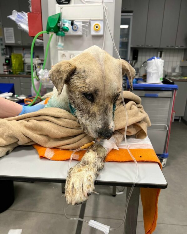 Rescued Dog With Shattered Jaw Finds A Glimmer Of Hope In Abandoned Backyard-1