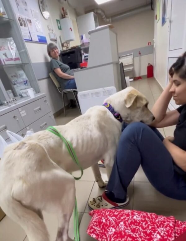 Rescued Dog With Shattered Jaw Finds A Glimmer Of Hope In Abandoned Backyard-1