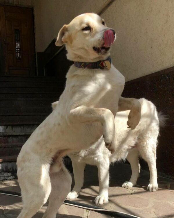 Rescued Dog With Shattered Jaw Finds A Glimmer Of Hope In Abandoned Backyard-1