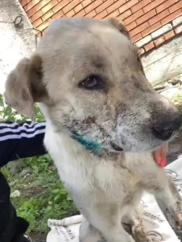 Rescued Dog With Shattered Jaw Finds A Glimmer Of Hope In Abandoned Backyard-1