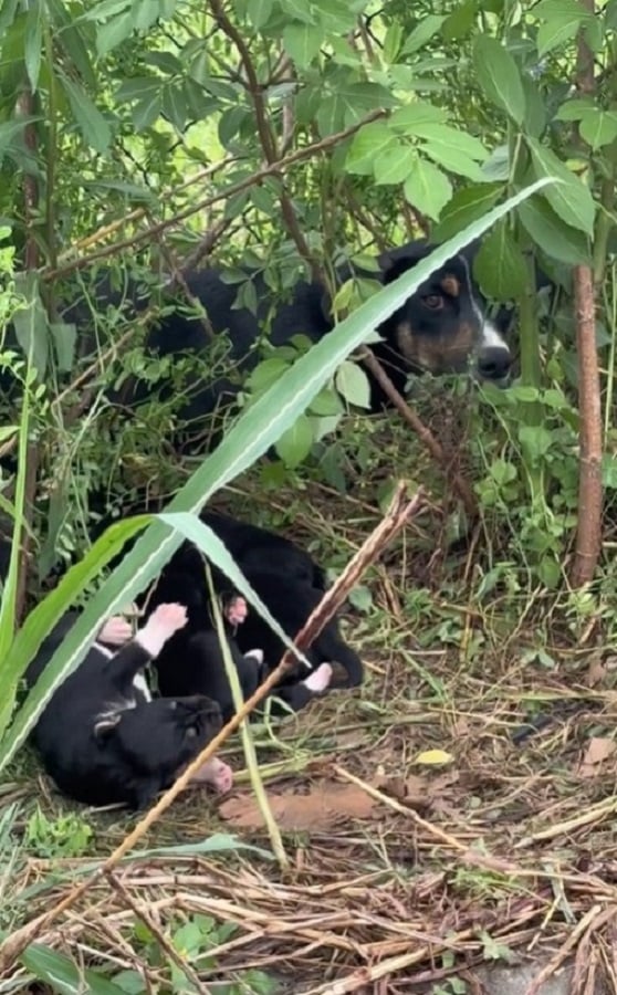 Rescuer Finds A Mother Dog's Secret Struggle And Her Miraculous Turnaround-1