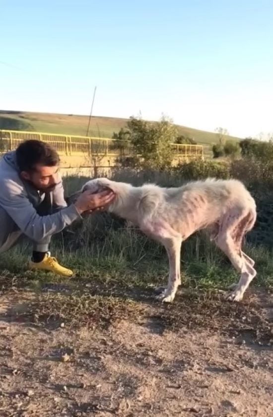 Rescuer's Astonishing Discovery: What He Found in the Wild Will Leave You Speechless-1