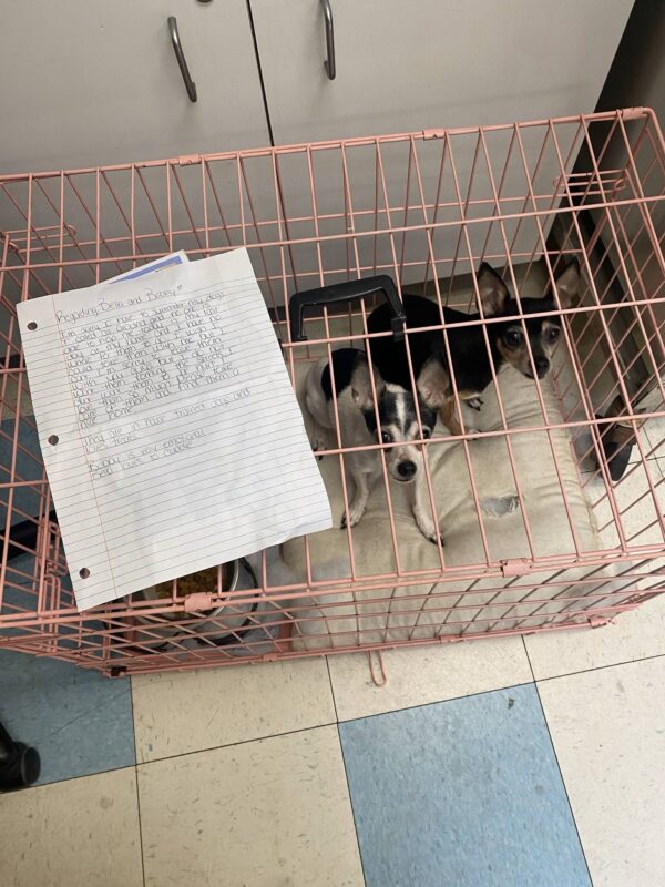 Rescuers Discover Heartbreaking Note With Two Abandoned Dogs Outside Shelter-1