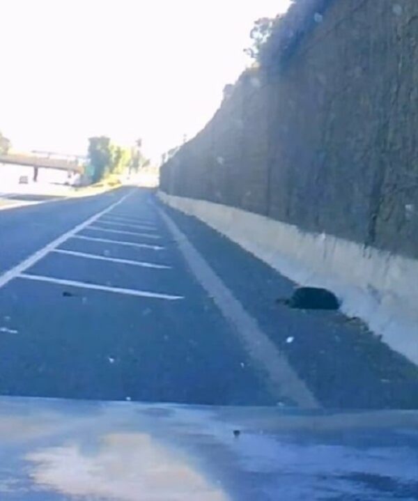 Rescuers Discover Motionless Dog on Highway, What Happens Next Will Melt Your Heart-1