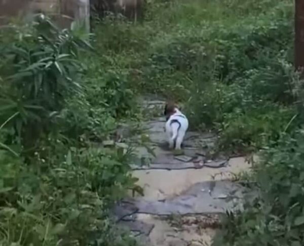 Rescuers Follow Puppy to Abandoned House, Uncover Heartbreaking Surprise-1