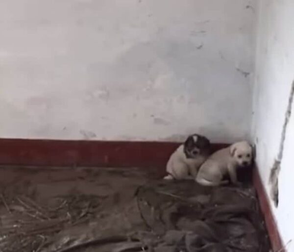 Rescuers Follow Puppy to Abandoned House, Uncover Heartbreaking Surprise-1