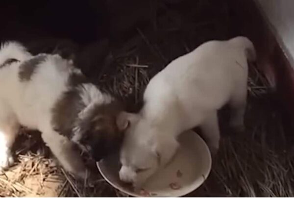 Rescuers Follow Puppy to Abandoned House, Uncover Heartbreaking Surprise-1