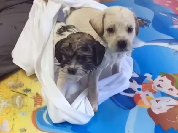 Rescuers Follow Puppy to Abandoned House, Uncover Heartbreaking Surprise-1