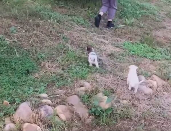 Rescuers Follow Puppy to Abandoned House, Uncover Heartbreaking Surprise-1