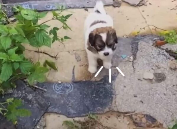 Rescuers Follow Puppy to Abandoned House, Uncover Heartbreaking Surprise-1