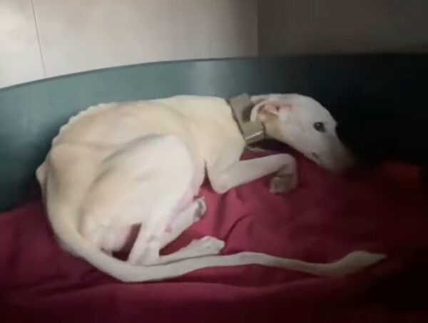 Rescuers Save Starving Dog Only to Unveil an Unbelievable Secret-1