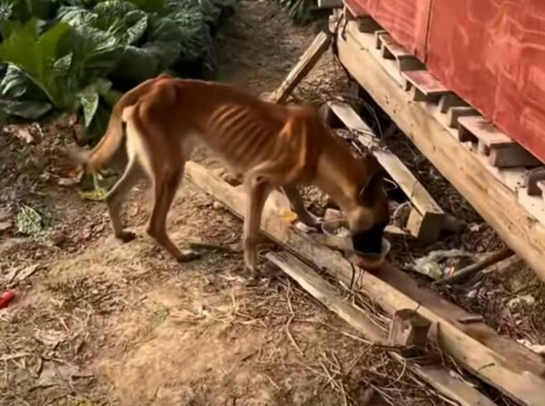 Rescuers Stumble Upon Starving Pup Eating Dirt, What Happens Next Will Melt Your Heart!-1