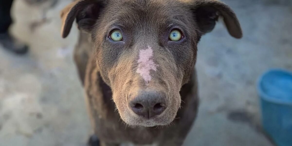 See How A Stray Dog's Transformation Will Melt Your Heart