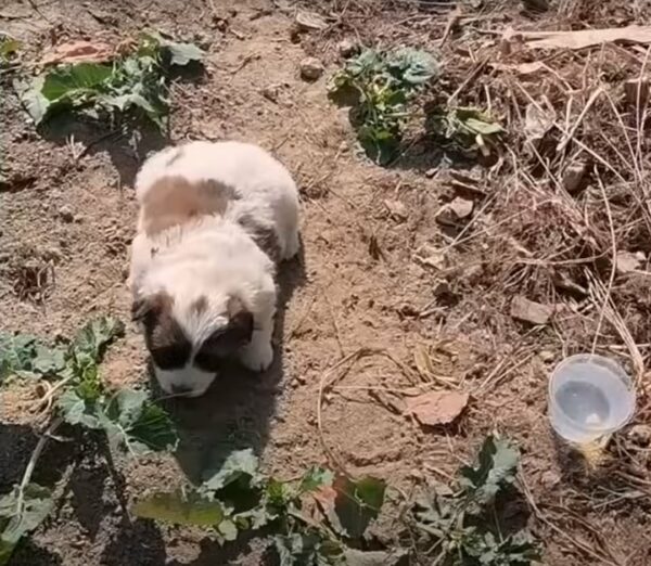 She Found a Lifeless Pup in Scorching Heat—What Happened Next Will Warm Your Heart-1