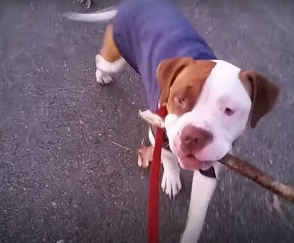 Shelter Dog Transforms After Hearing Unfamiliar Voice-1