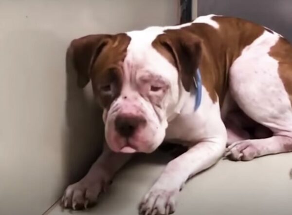 Shelter Dog Transforms After Hearing Unfamiliar Voice-1