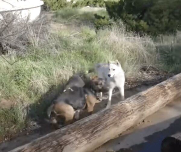 Stray Dogs' Emotional Plea Leads Teens to Shocking Discovery-1