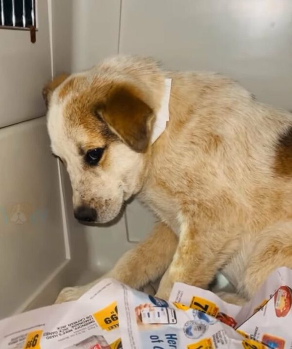 The Heart-Wrenching Tale of the Sole Puppy Rescued from a Doomed Pack-1