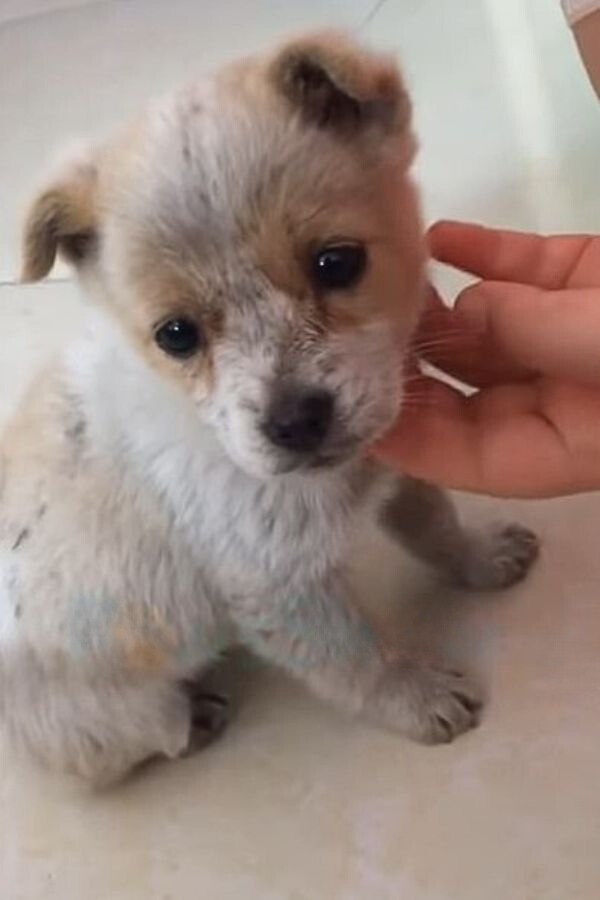 This Abandoned Puppy Was Searching For His Mom, What Happened Next Will Melt Your Heart-1