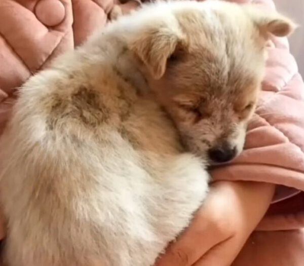 This Abandoned Puppy Was Searching For His Mom, What Happened Next Will Melt Your Heart-1