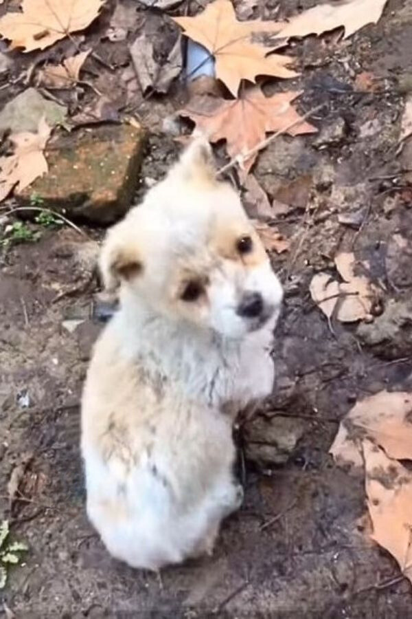 This Abandoned Puppy Was Searching For His Mom, What Happened Next Will Melt Your Heart-1