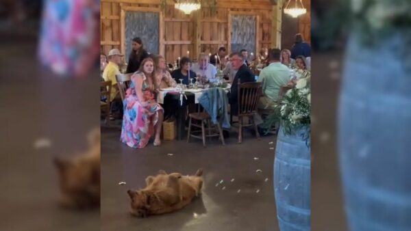 This Adorable Canine Crashed a Wedding and Stole Everyone's Hearts with a Simple Request-1