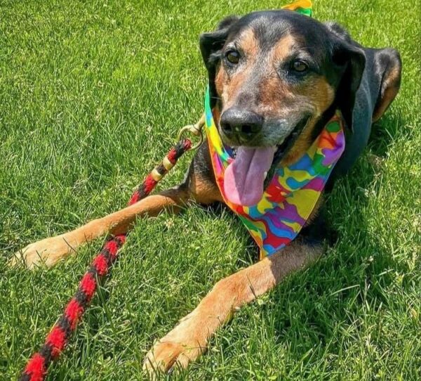 This Dog's 1,700-Day Wait at the Shelter Will Break Your Heart-1