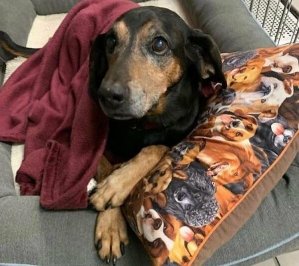 This Dog's 1,700-Day Wait at the Shelter Will Break Your Heart-1