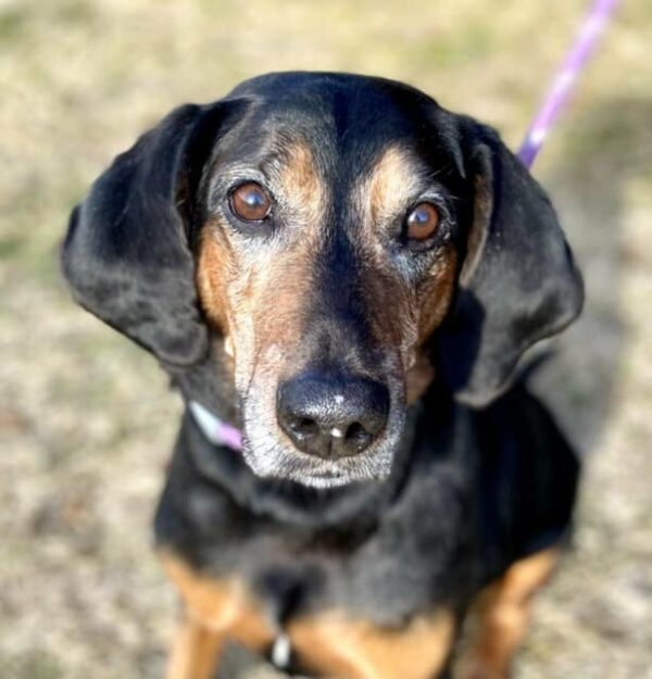 This Dog's 1,700-Day Wait at the Shelter Will Break Your Heart-1