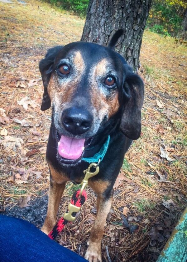 This Dog's 1,700-Day Wait at the Shelter Will Break Your Heart-1