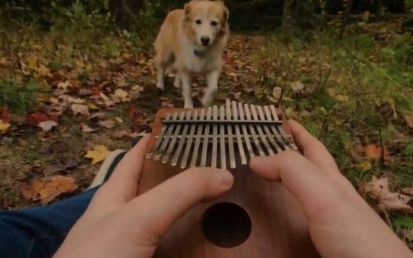 This Dog's Reaction to an Unusual Instrument Will Melt Your Heart!-1