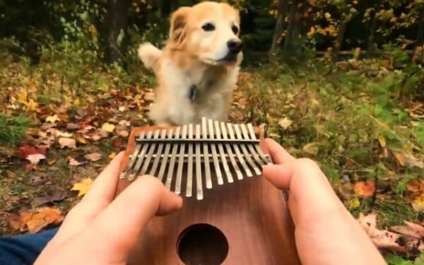 This Dog's Reaction to an Unusual Instrument Will Melt Your Heart!-1