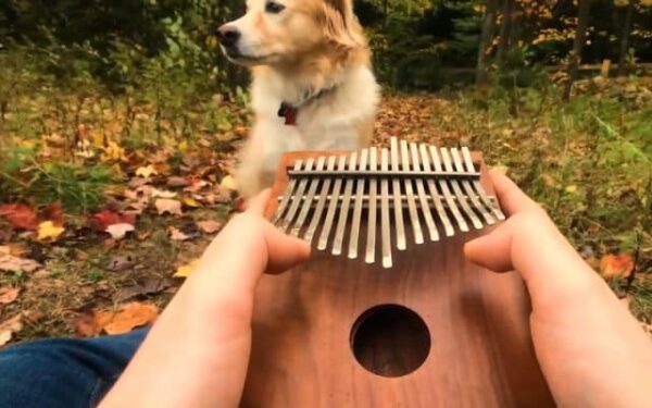 This Dog's Reaction to an Unusual Instrument Will Melt Your Heart!-1