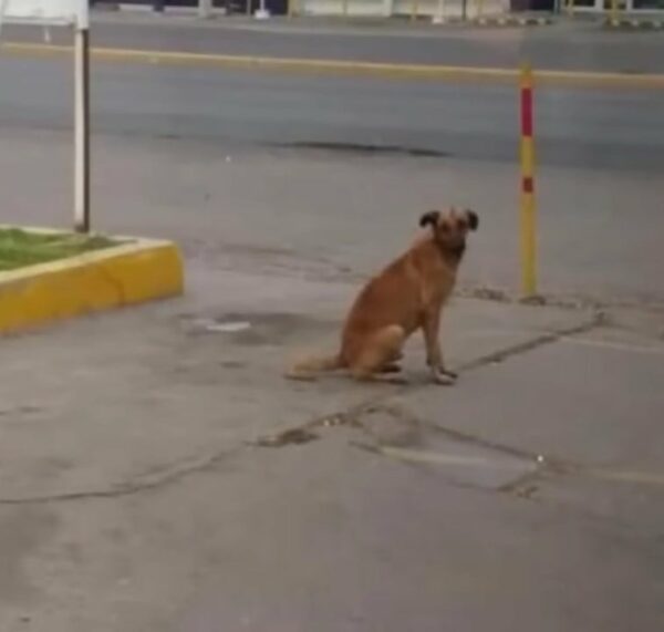 This Dog's Relentless Journey to Find His Lost Owner Will Break Your Heart-1