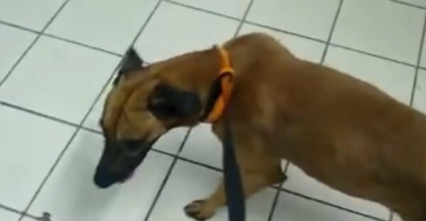 This Dog's Relentless Journey to Find His Lost Owner Will Break Your Heart-1