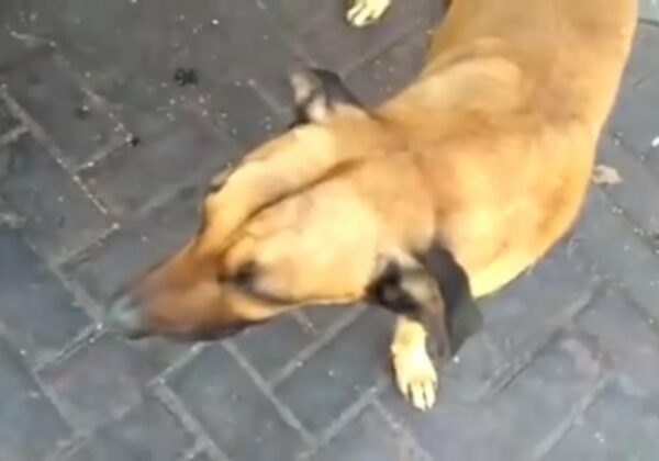 This Dog's Relentless Journey to Find His Lost Owner Will Break Your Heart-1