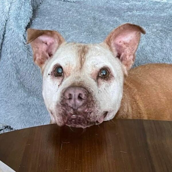 This Elderly Pitbull's Unbelievable Transformation Will Leave You Speechless-1