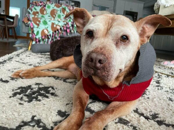 This Elderly Pitbull's Unbelievable Transformation Will Leave You Speechless-1