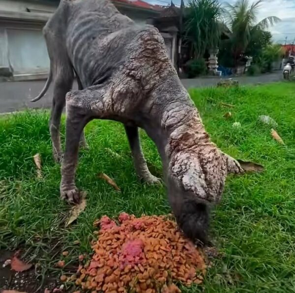 This Lonely Creature Found Outside Was Unrecognizable Until A Stranger Did This-1