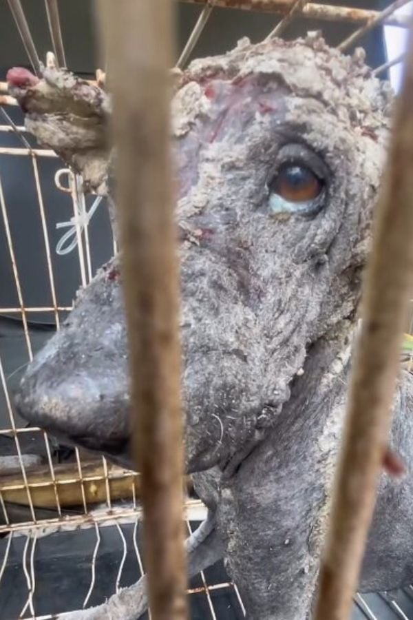 This Lonely Creature Found Outside Was Unrecognizable Until A Stranger Did This-1