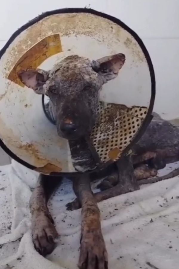 This Lonely Creature Found Outside Was Unrecognizable Until A Stranger Did This-1