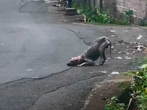 This Lonely Creature Found Outside Was Unrecognizable Until A Stranger Did This-1