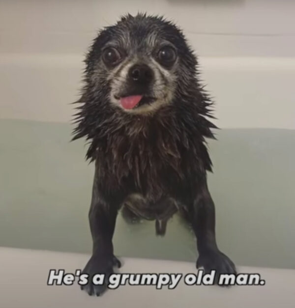 This Neglected Dog's Transformation Will Break and Warm Your Heart-1