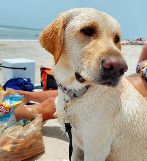 This Pup's Tear-Jerking Reaction to Reuniting with Her Parent Will Melt Your Heart-1