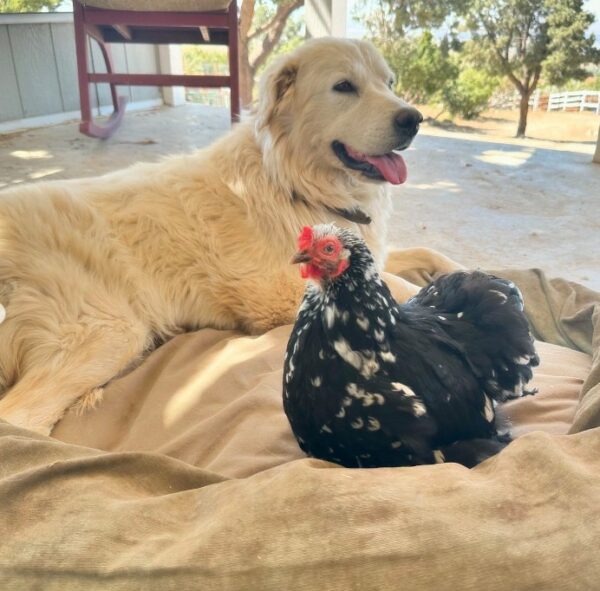 This Pup's Unlikely Friendship Will Make You Believe in Miracles!-1