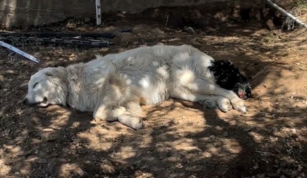 This Pup's Unlikely Friendship Will Make You Believe in Miracles!-1