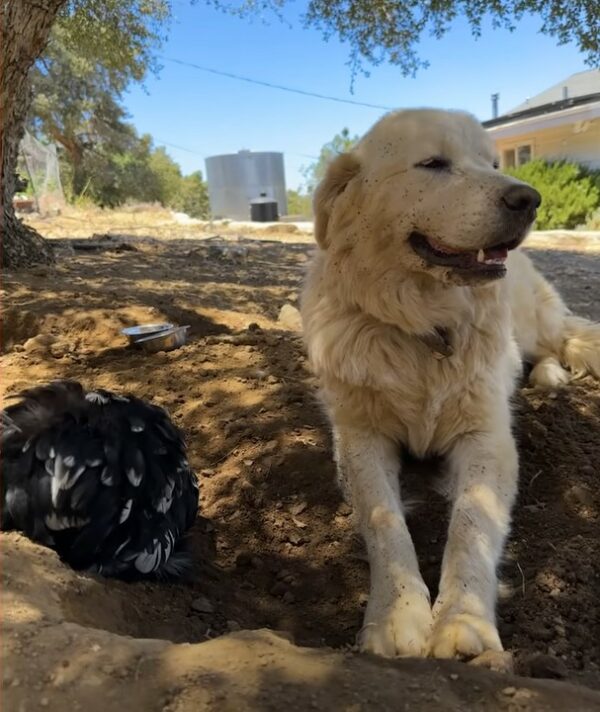 This Pup's Unlikely Friendship Will Make You Believe in Miracles!-1