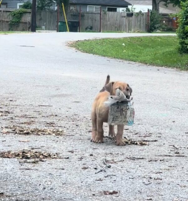 This Resilient Stray Puppy’s Unlikely Companion Will Melt Your Heart-1