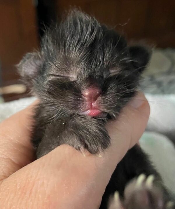 Tiny Kitten's Miraculous Journey from Helpless to Heart-Meltingly Happy-1