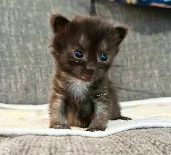 Tiny Kitten's Miraculous Journey from Helpless to Heart-Meltingly Happy-1